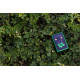 Zippo Lighter 46721 Lucky Cat Clover Design