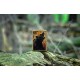 Zippo Lighter 46695 Grizzly Roar Design